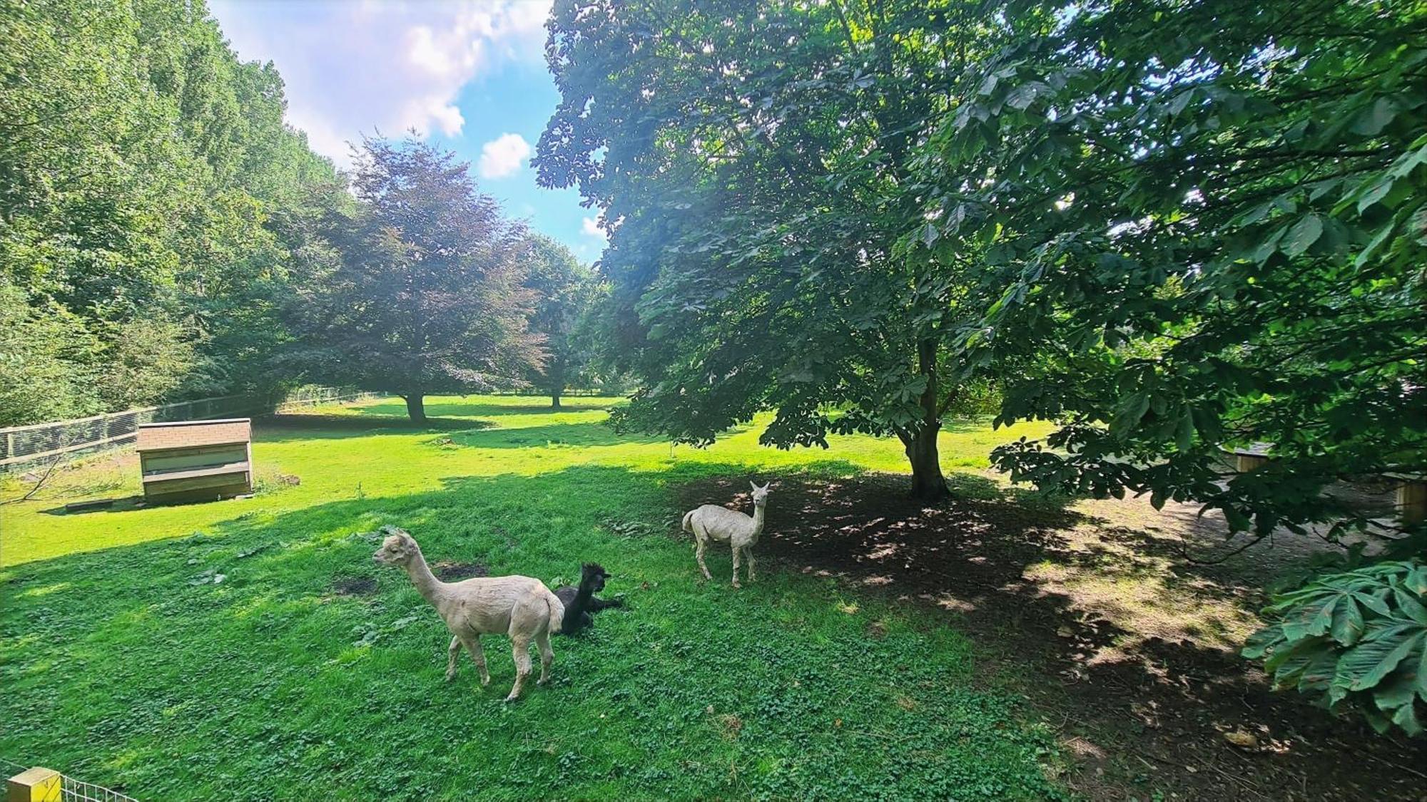 מלון אילי Horsley Hale Farm Glamping חדר תמונה